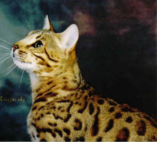 http://www.crestwoodbengals.com/images/Img121.gif