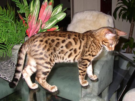 Katzen Mit Leopardenmuster Kaufen